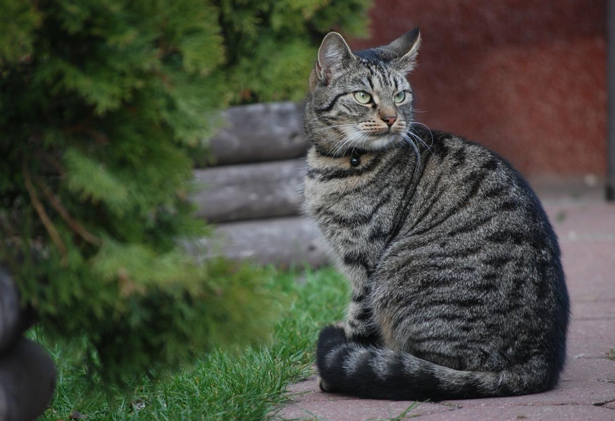Качественный корм для кошек и собак предлагает зоомагазин MASTERZOO