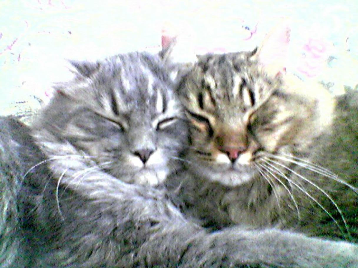 Котейки