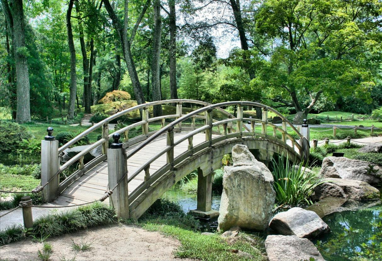 кустарники